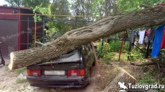В Новочеркасске упавшее аварийное дерево раздавило легковой автомобиль
