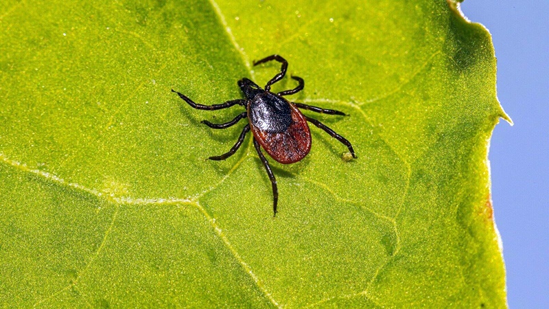 В Ростовской области 723 человека обратились в поликлиники после укусов клещей