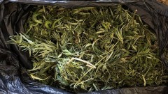 У жителя Новочеркасска изъято почти полтора килограмма конопли