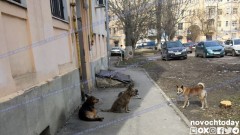 Отлавливать бездомных животных в Новочеркасске в 2021 году будет ростовская фирма
