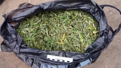 Житель Новочеркасска хранил дома двухкилограммовый урожай конопли