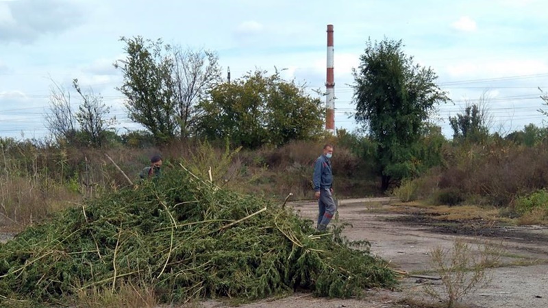 В Новочеркасске уничтожили еще 8 новых очагов дикорастущей конопли