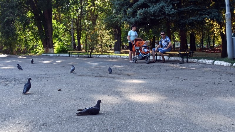 В Парке электровозостроителей в Новочеркасске планируют высадить около 5 тысяч растений