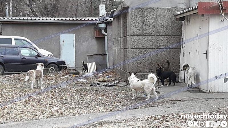 В Новочеркасске на отлов бездомных животных в 2020 году потратят 5 миллионов рублей