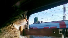 В Ростовской области временно разрешат бесплатно перевозить животных в пригородных поездах
