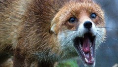 В 2019 году в Ростовской области более 11 тысяч человек обратились в больницы после укусов животных