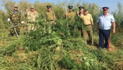В станице под Новочеркасском полицейские уничтожили крупные посевы наркосодержащих растений
