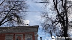 Администрация Новочеркасска добавила 5 миллионов рублей на опиловку деревьев