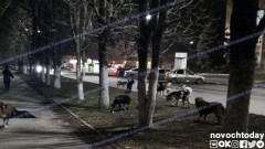 В Новочеркасске на отлов бездомных животных добавили 1 миллион рублей