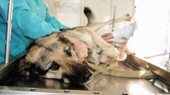 Жители Новочеркасска 24 сентября могут стерилизовать домашних животных по льготной цене