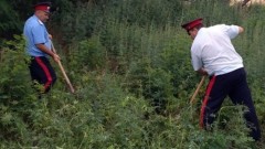 В Новочеркасске скосили почти тонну конопли за день