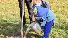В Новочеркасске высадили более 500 новых деревьев