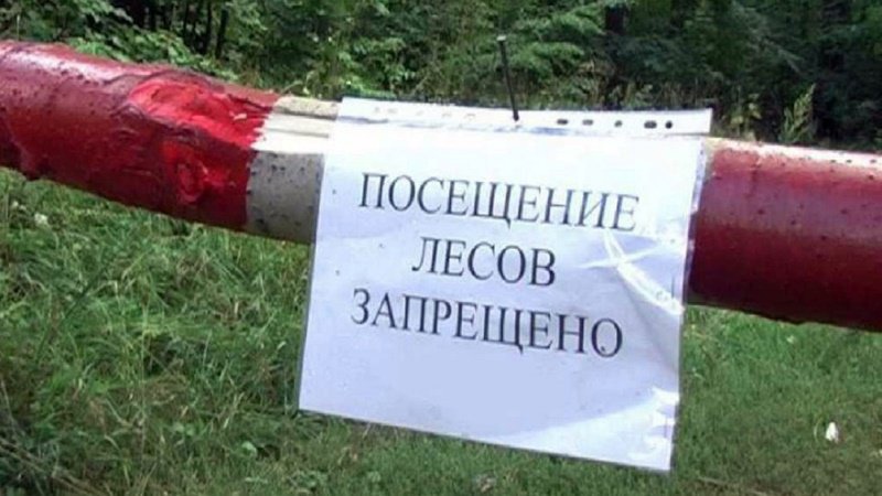 В Ростовской области продлили режим ограничения пребывания в лесах
