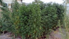 В Новочеркасске наркоман проведет 5 лет в колонии за выращивание конопли
