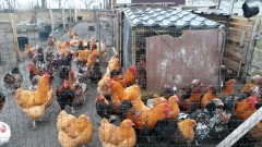 В Ростовской области борются со вспышкой птичьего гриппа