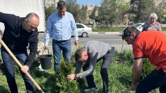 В Новочеркасске продолжается высадка деревьев и кустарников