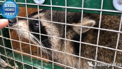 В Новочеркасске спасли енота, которого загнали на дерево бездомные собаки, видео