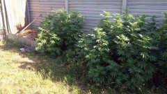 Житель Новочеркасска посадил во дворе коноплю и отделался судебным штрафом