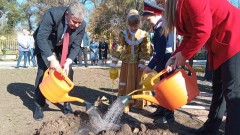 Четыре петровских дуба высадили в образовательных учреждениях Новочеркасска