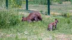 В Ростовском зоопарке родился детеныш кенгуру