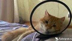 Жители Новочеркасска смогут стерилизовать своих питомцев со скидкой
