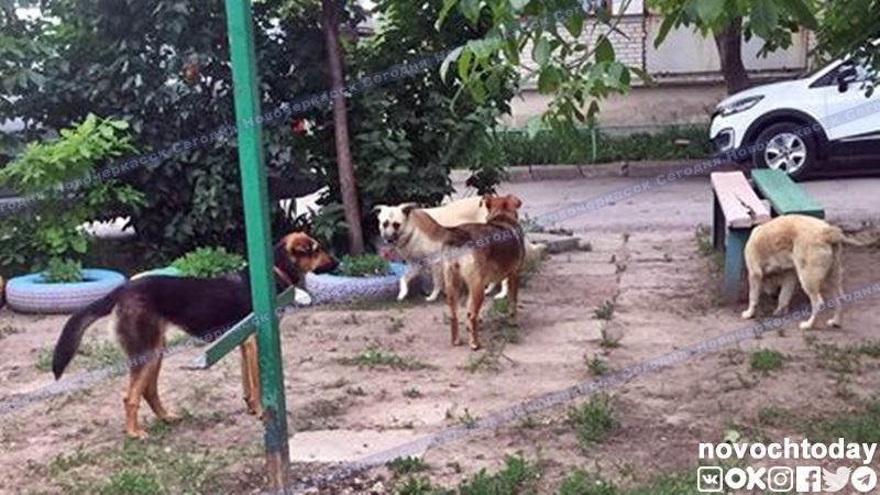 За полгода в Ростовской области более 6 тысяч человек обратились в больницы после укусов животных