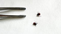 В Ростовской области ученые нашли новый вирус, который переносят клещи