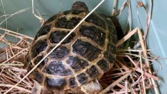 В Ростовском зоопарке появились две редкие черепахи