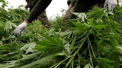 В Ростовской области скосили более 16 тонн дикорастущей конопли