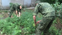 Полиция Новочеркасска напоминает гражданам об ответственности за культивирование наркосодержащих растений