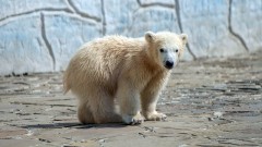 В Ростовском зоопарке определили пол белого медвежонка