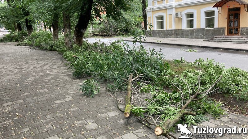 Администрация Новочеркасска добавит более 3 миллионов рублей на опиловку деревьев