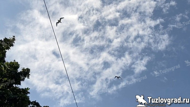 В Новочеркасске в ближайшие дни резко спадет жара