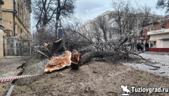В Новочеркасске из-за сильного ветра на трамвайные пути упали дерево и столб