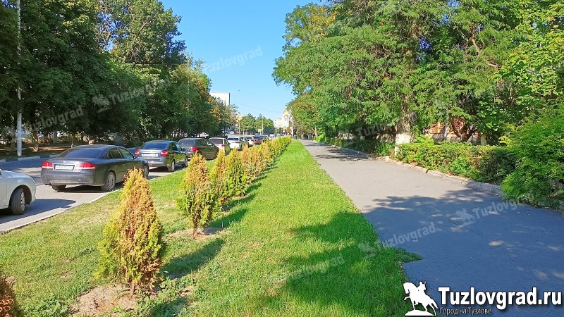В Новочеркасске подрядчику, который пытался сэкономить, придется снова раскошелиться на саженцы