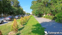 В Новочеркасске подрядчику, который пытался сэкономить, придется снова раскошелиться на саженцы