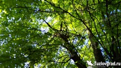 В Новочеркасске в первые дни августа потеплеет до +37С