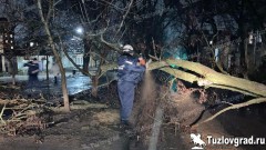 В Новочеркасске упавшее дерево перекрыло проезд по улице Комитетской