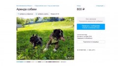 Сервис «Авито» начал блокировать объявления об аренде животных в период всеобщей самоизоляции
