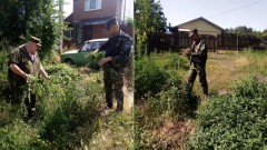 В Новочеркасске уничтожили 14 новых очагов дикорастущей конопли