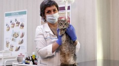 Жители Новочеркасска 24 июня могут стерилизовать домашних животных по льготной цене