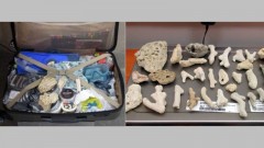 В аэропорту под Новочеркасском пытались провезти в Россию редкие кораллы из Египта