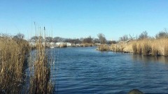 Расчищать дамбу в микрорайоне Луговом в Новочеркасске будет местный предприниматель