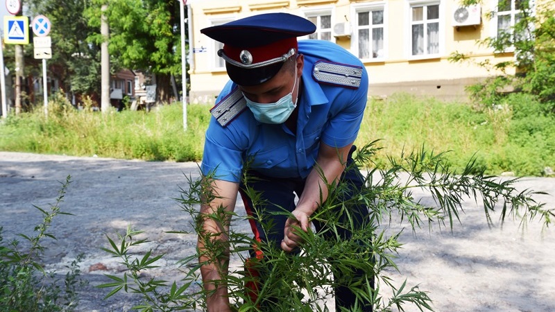В Новочеркасске уничтожили еще 12 новых очагов дикорастущей конопли