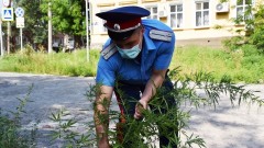 В Новочеркасске уничтожили еще 12 новых очагов дикорастущей конопли