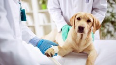 В Новочеркасске проведут бесплатную вакцинацию домашних животных против бешенства