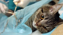 Жители Новочеркасска 30 апреля могут стерилизовать домашних животных по льготной цене