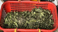 Полицейские изъяли у жителя Новочеркасска более 800 граммов марихуаны 