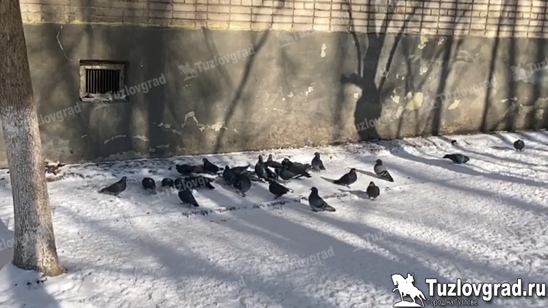 В Новочеркасске ожидаются морозы и первый серьезный снегопад