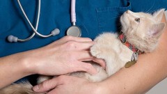Жители Новочеркасска 25 марта могут стерилизовать домашних животных по льготной цене